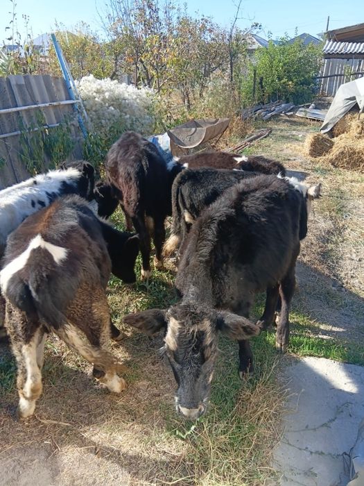 Бұқалар сатылады. Продам бычков