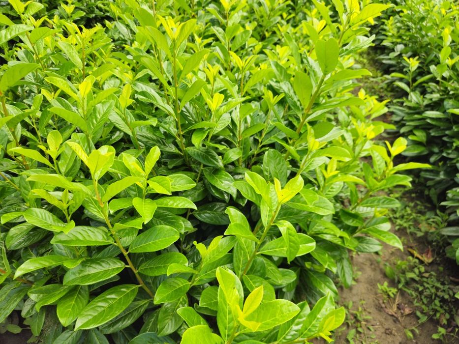 Laur Englezesc, Prunus Laurocerasus gard viu  vesnic verde
