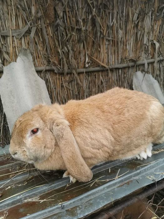 Iepuri Berbec German