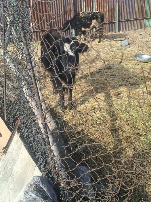 Продам телят полтора годовалых