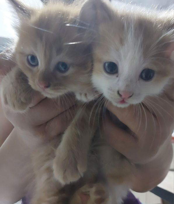 Продаются котята