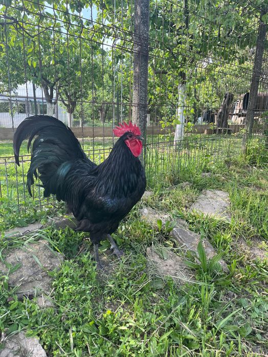Cocosi australorp negru