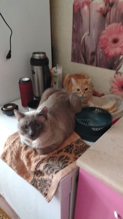 Гостиница для питомцев