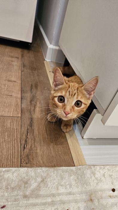 Котёнок 5 месяца рыжий