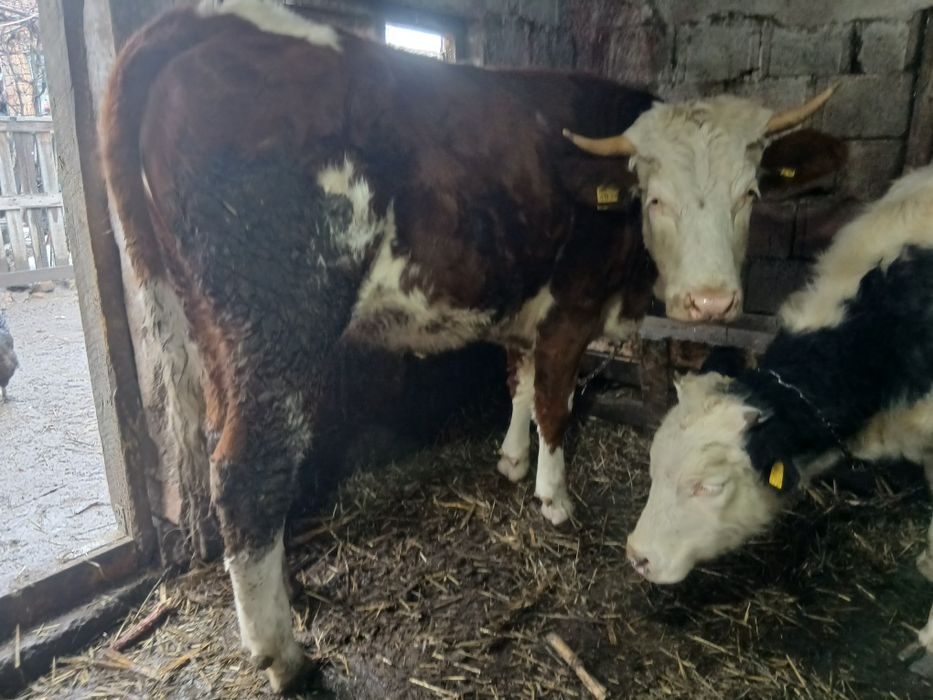 De vânzare! Junincă si vitea