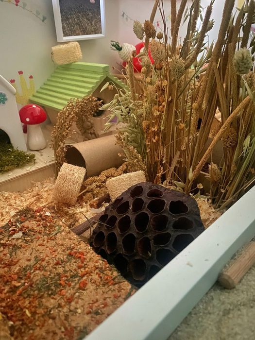 Cusca ideala pentru un hamster pitic