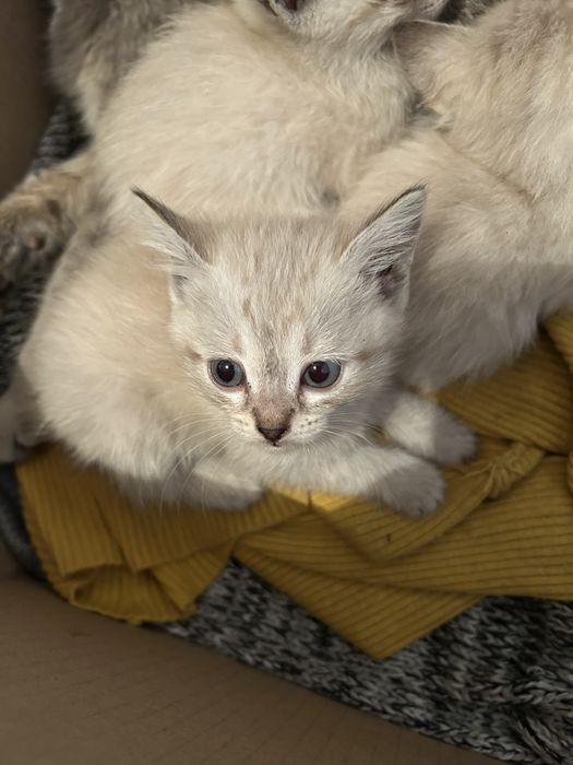 Отдадим котят в добрые руки