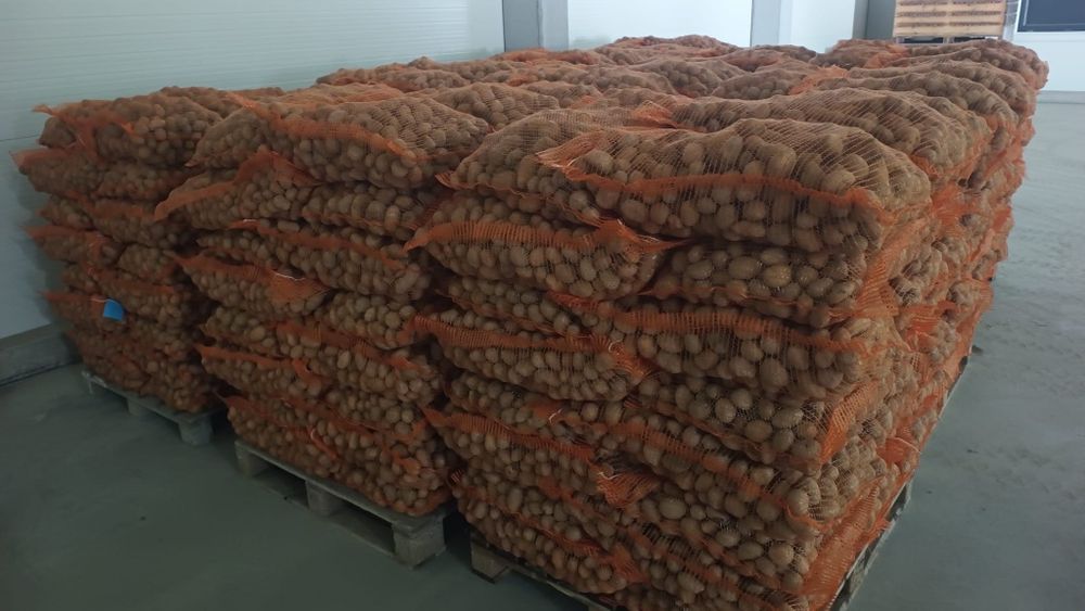 Cartofi consum și sămânță