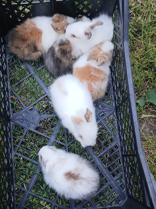 Vând 5 pui de iepuri pitici și 2 iepuri adulți (părinți)