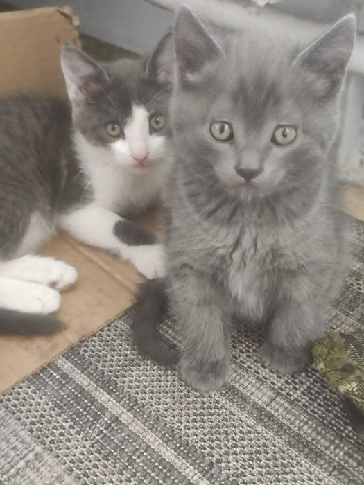 Отдам котят в доброе руки