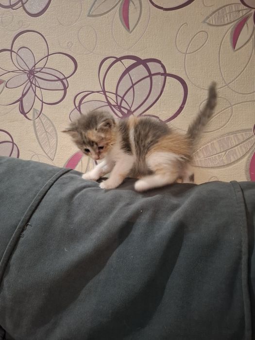 Отдам котят бесплатно