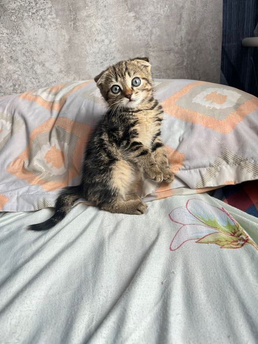 Котенок шотландский вислоухая
[08.05, 2