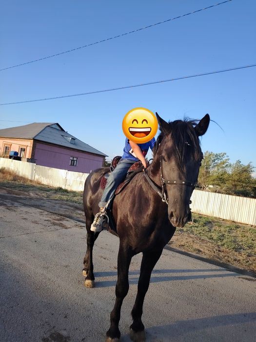 Жылқы сатылады срочно