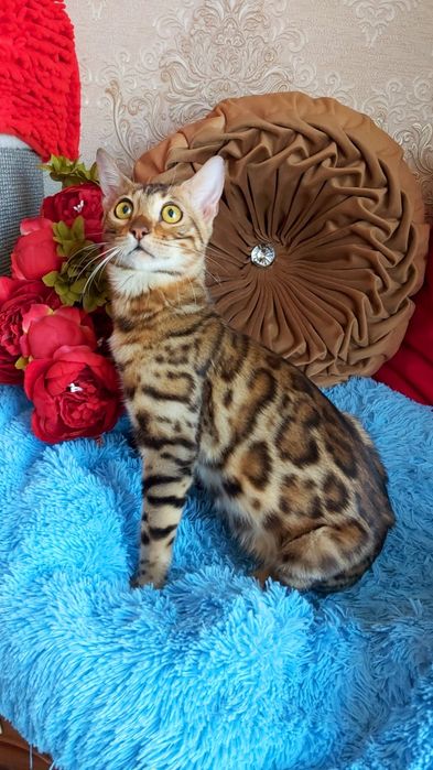Яркие  БЕНГАЛЬСКИЕ котятки
