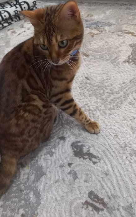 Bengal mushuk sotiladi