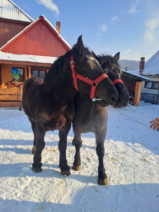Vând pereche mânji