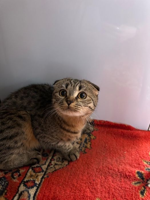 Отдам в хорошие руки