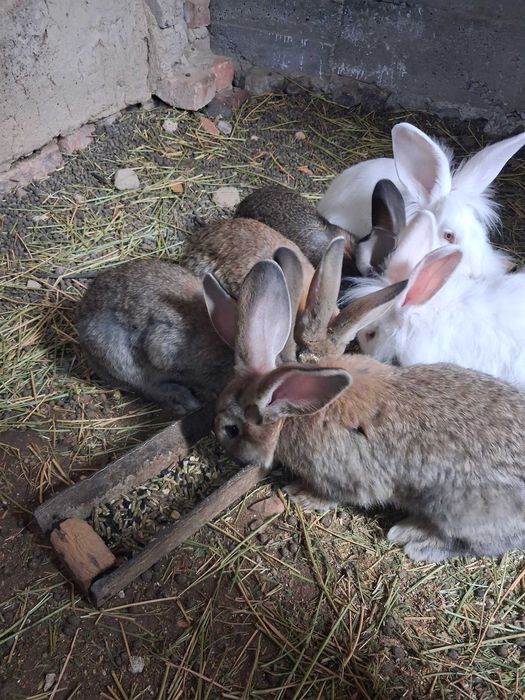 Продаютса кролики фландр великан