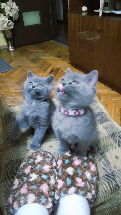 Британска късокосместа