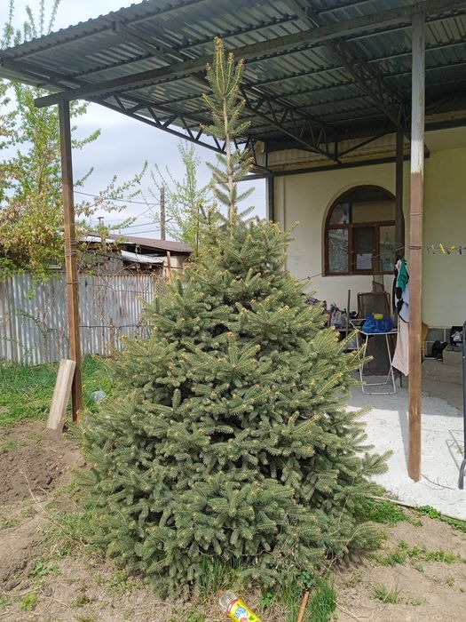 Ёлка Туя сосна красивые