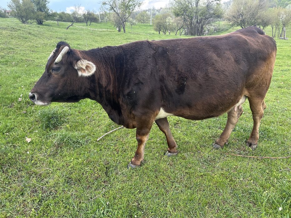 De vanzare ………..