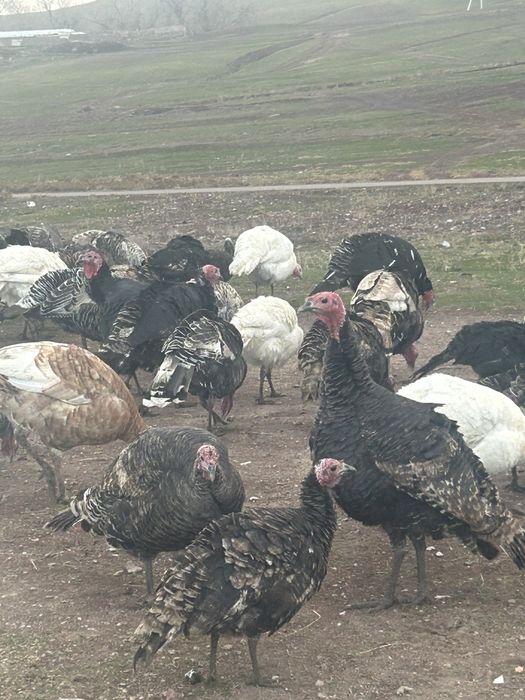 Индюктер сатылады