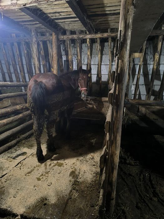 Mânză de vânzare  9 luni detali in privat