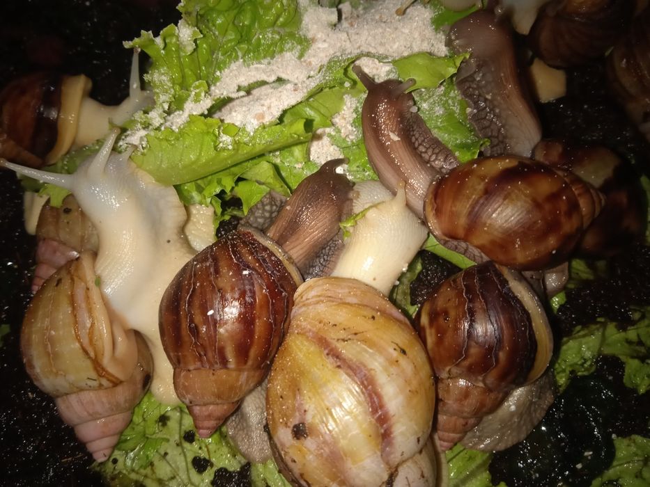 Улиткалар терапия учун