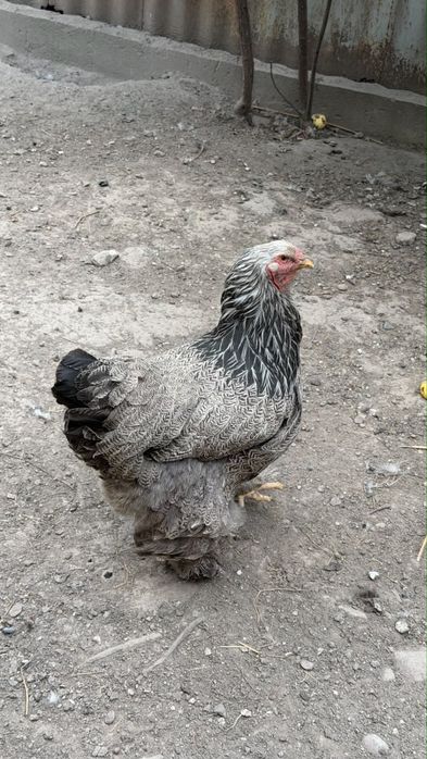 Продам курицу пароды-Брамма