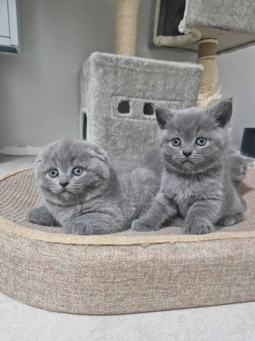Имам Шотландски клепоухи и британски късокосмести котенца.