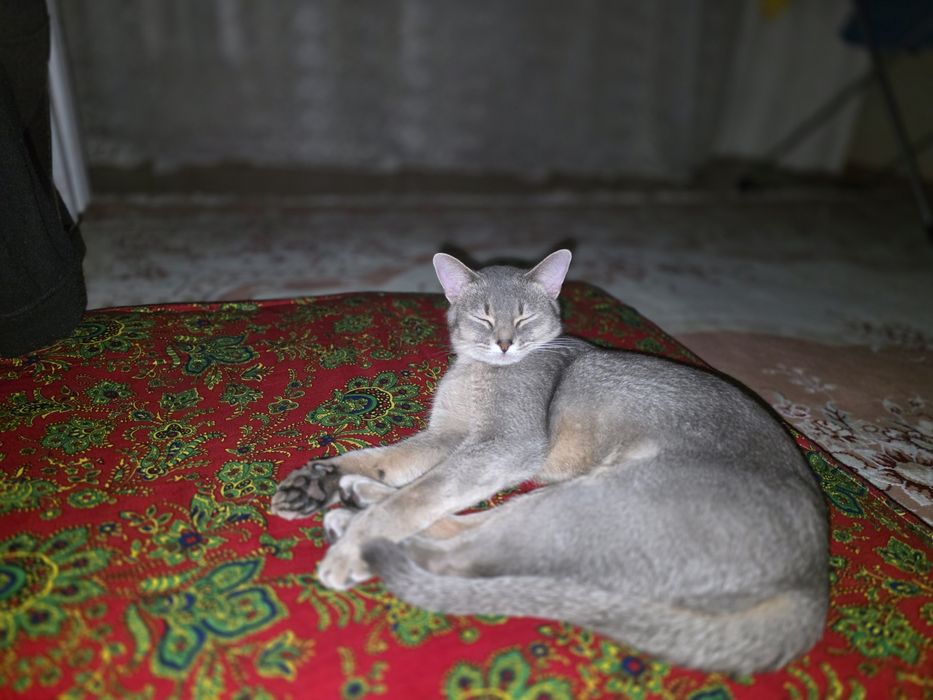 Абиссинская кошка