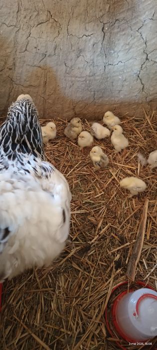 Cloșca brahma 9 pui