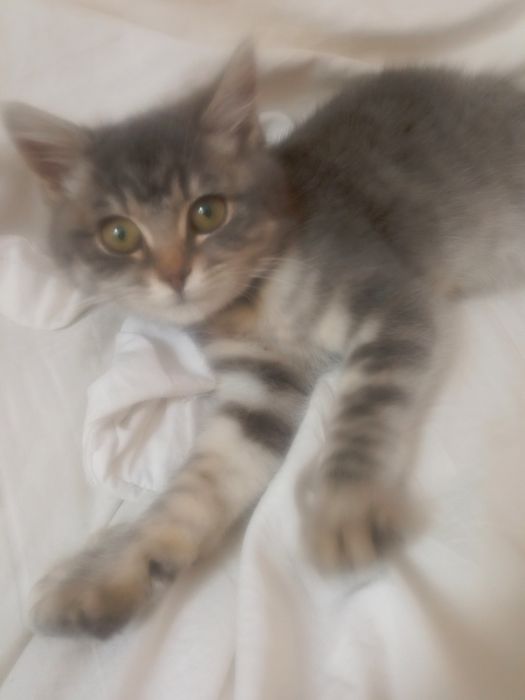 Отдам в добрые руки!