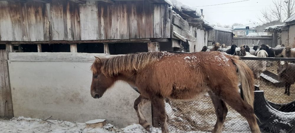 Тай еркек сатылат 3 бас