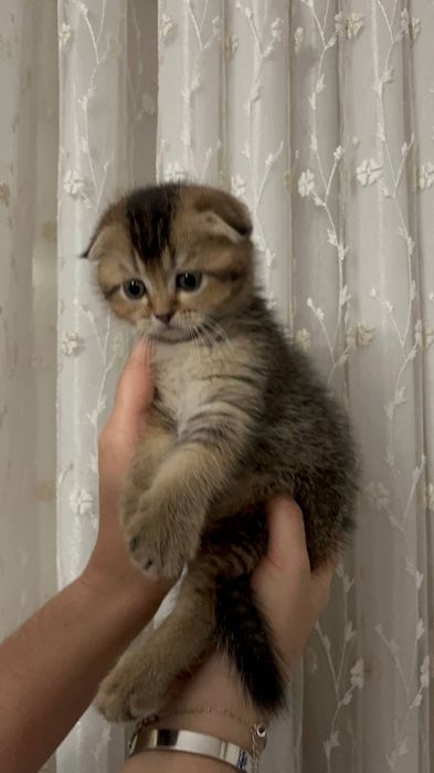 Срочно продаётся котёнок