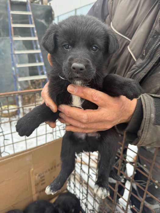 В добрые руки пристраиваются