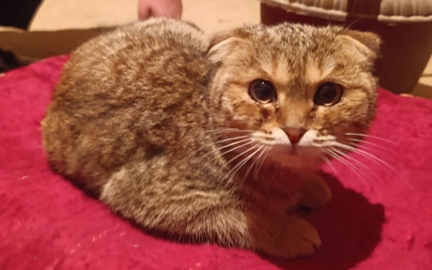 Срочно продаётся (золотая шиншила) девочка