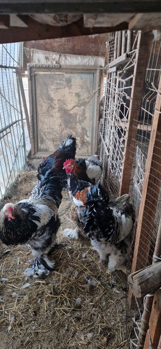 Брама хурозлари сотилади