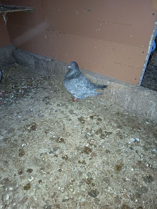 Porumbei diferite rase