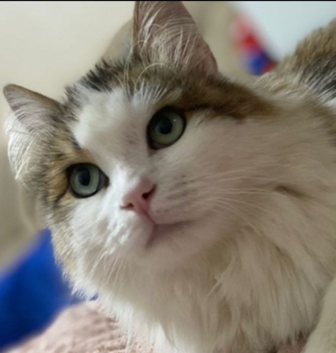 Котик ищет маму папу