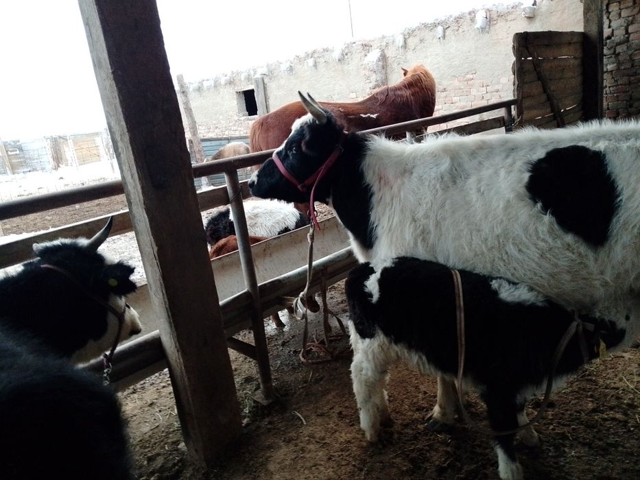 Бузаулы кашарлар