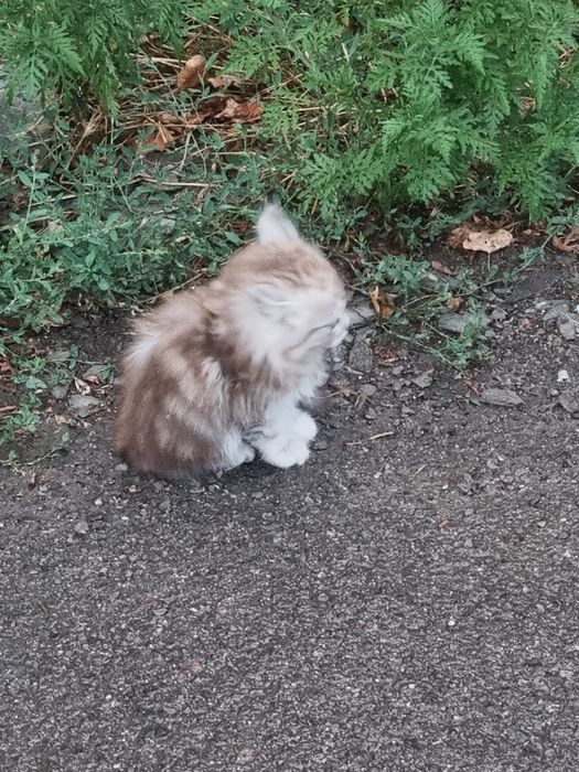 Отдам котят бесплатно