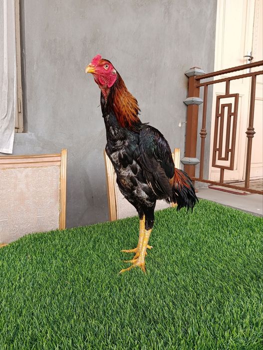 Dakan xoroz sotiladi