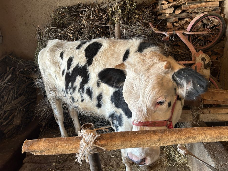 Продам продам срочно