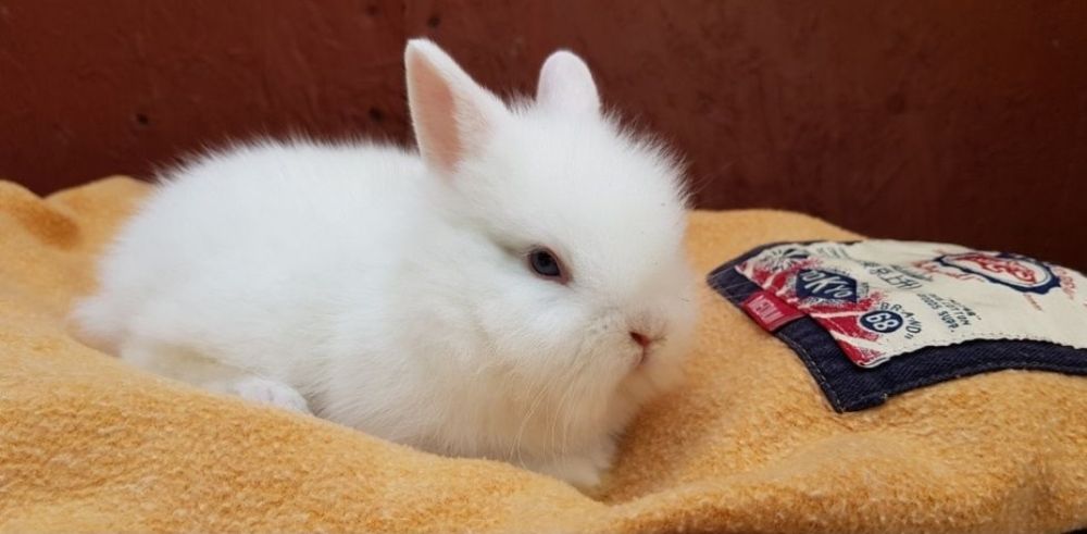 Iepurasi pitici de companie rasa cap de leu