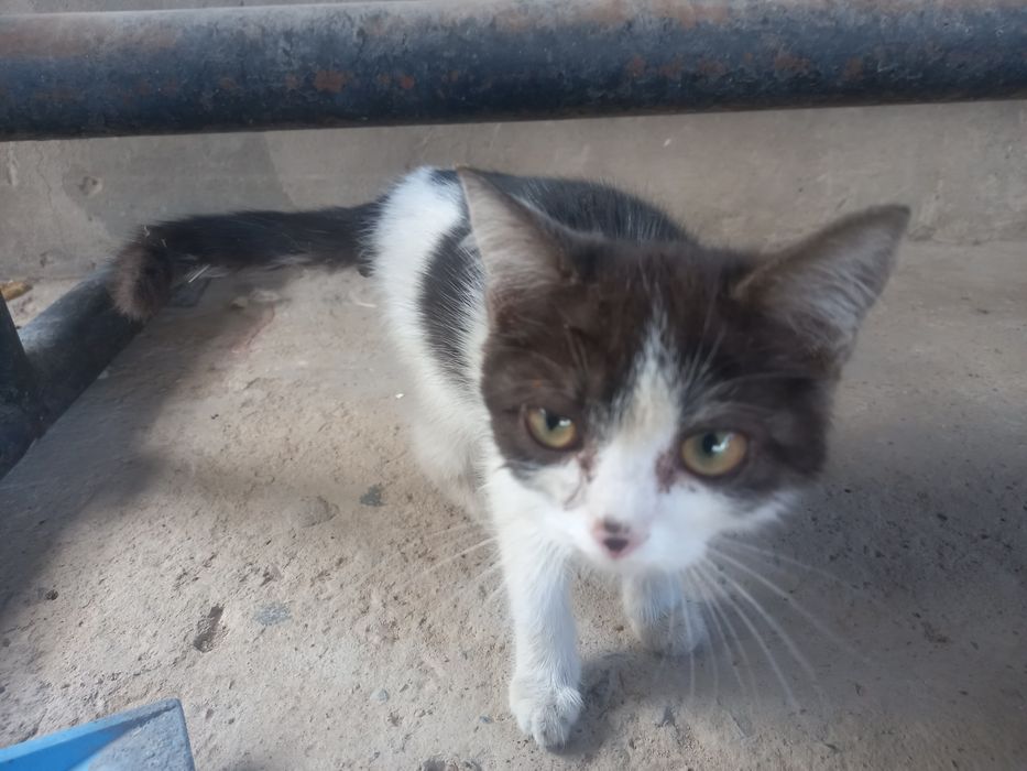Котёнок бесплатно