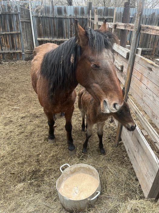 Бие құлынымен Кабыла