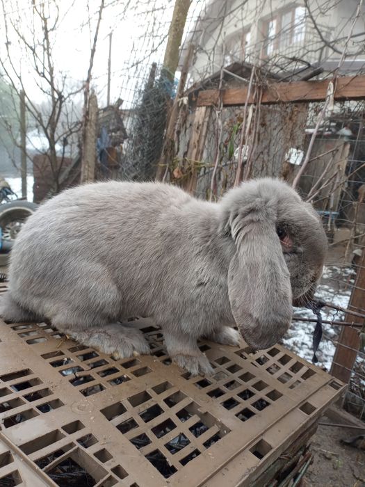Vând iepuri berbec german