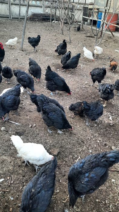 Джерсийский гигант