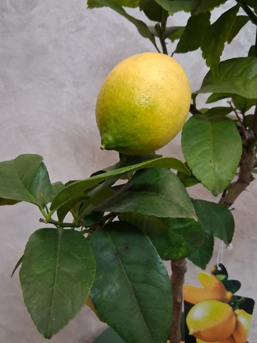 Lamai altoit 70-80 cm